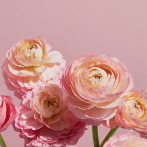 عکس گل های رز زیبا و جزاب با کیفیت بالا و رایگان