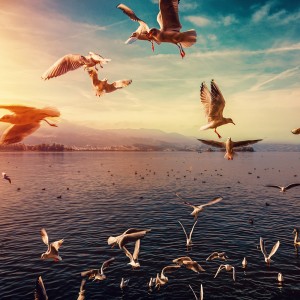 عکس 4k پرندگان دریایی در حال پرواز با کیفیت بالا