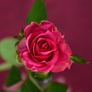 عکس گل رز صورتی عاشقانه زیبا با کیفیت بالا