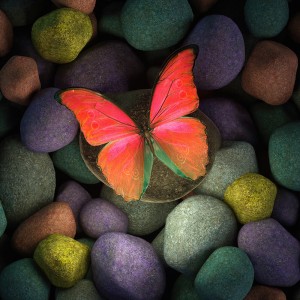 عکس پروانه بسیار زیبا روی سنگ با کیفیت بالا