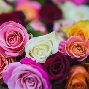 عکس گل رز زیبا با رنگ های متفاوت و زیبا