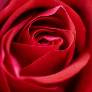 عکس گل red rose رز قرمز رنگ با کیفیت بالا